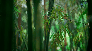 雨天竹林