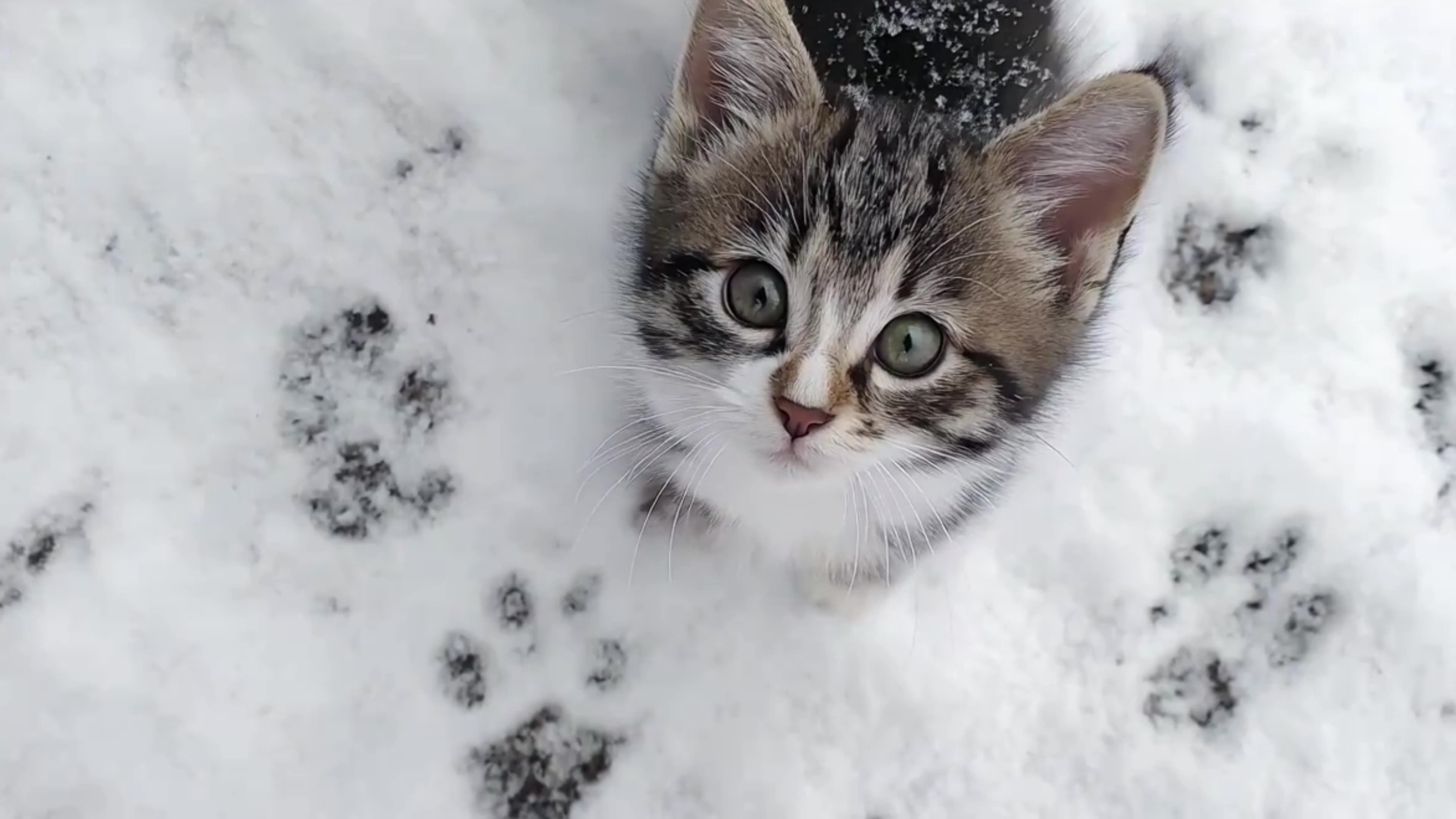 可爱雪地猫咪