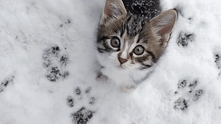 可爱雪地猫咪