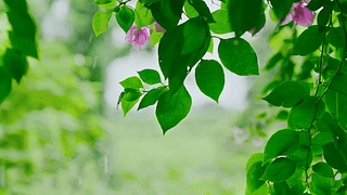 雨天清新绿叶红花