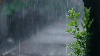 护眼雨中绿树枝