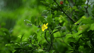 雨中绿叶小花