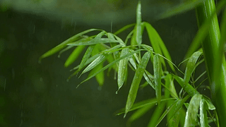 放松雨中竹叶