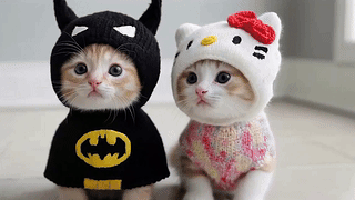 两只可爱的猫咪