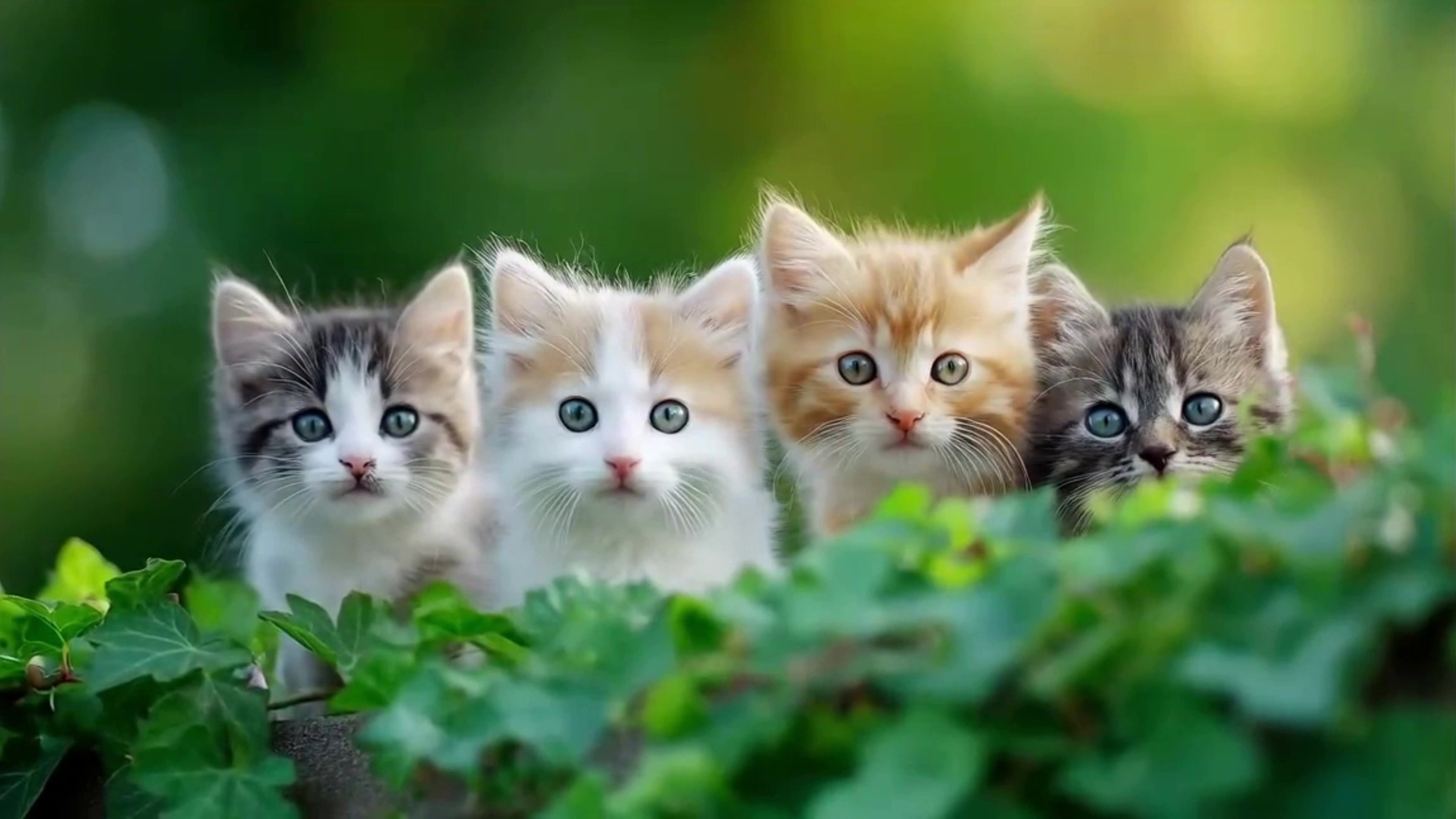 可爱的猫咪