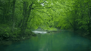 雨天绿林流水