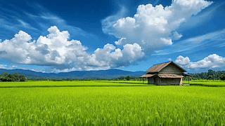稻田小屋美丽风景