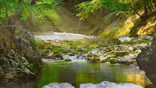阳光溪流