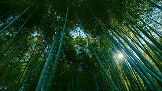 幽静竹林