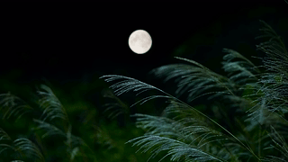 宁静月下芦苇