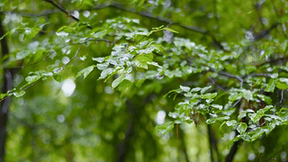 雨中护眼绿叶