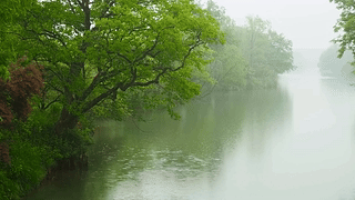 雨天护眼绿树