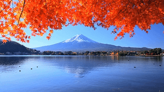 富士山湖畔红叶
