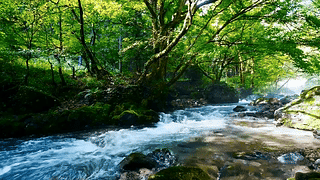 绿林流水