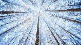 雪天树林