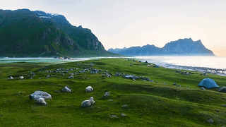 高山海边草地羊羔