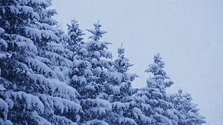 雪景