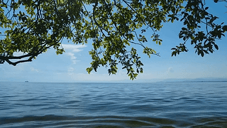 绿树湖面