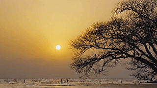 唯美夕阳枯树