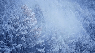 树林雪景