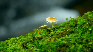 溪流绿草