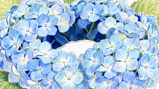 绣球花中的小白狗