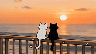 夕阳下的猫咪
