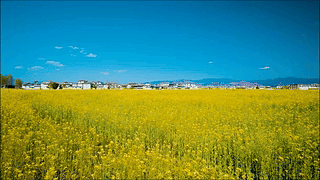春天乡村油菜花