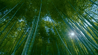 竹林