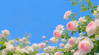 春暖花开