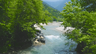 绿树河流