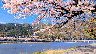 樱花河岸