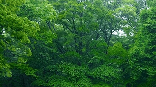 清新护眼雨天绿林 动态壁纸 | 作者：小皮球
