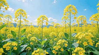 晴日花海菜花黄