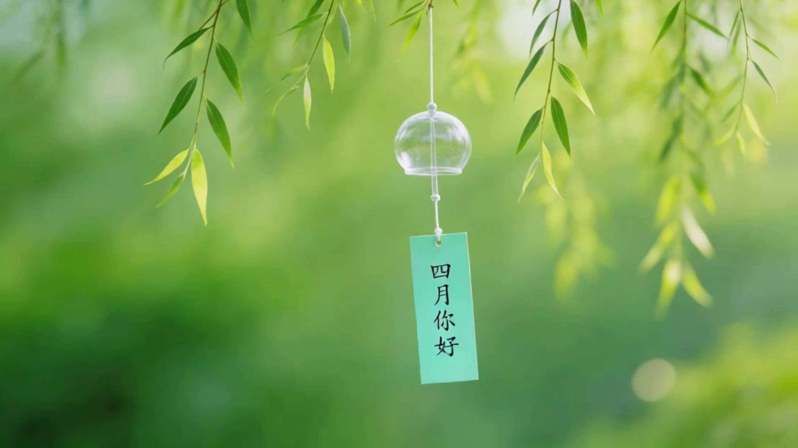 柳树四月你好