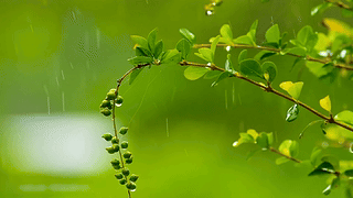 雨中清新绿叶