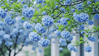 盛开的鲜花