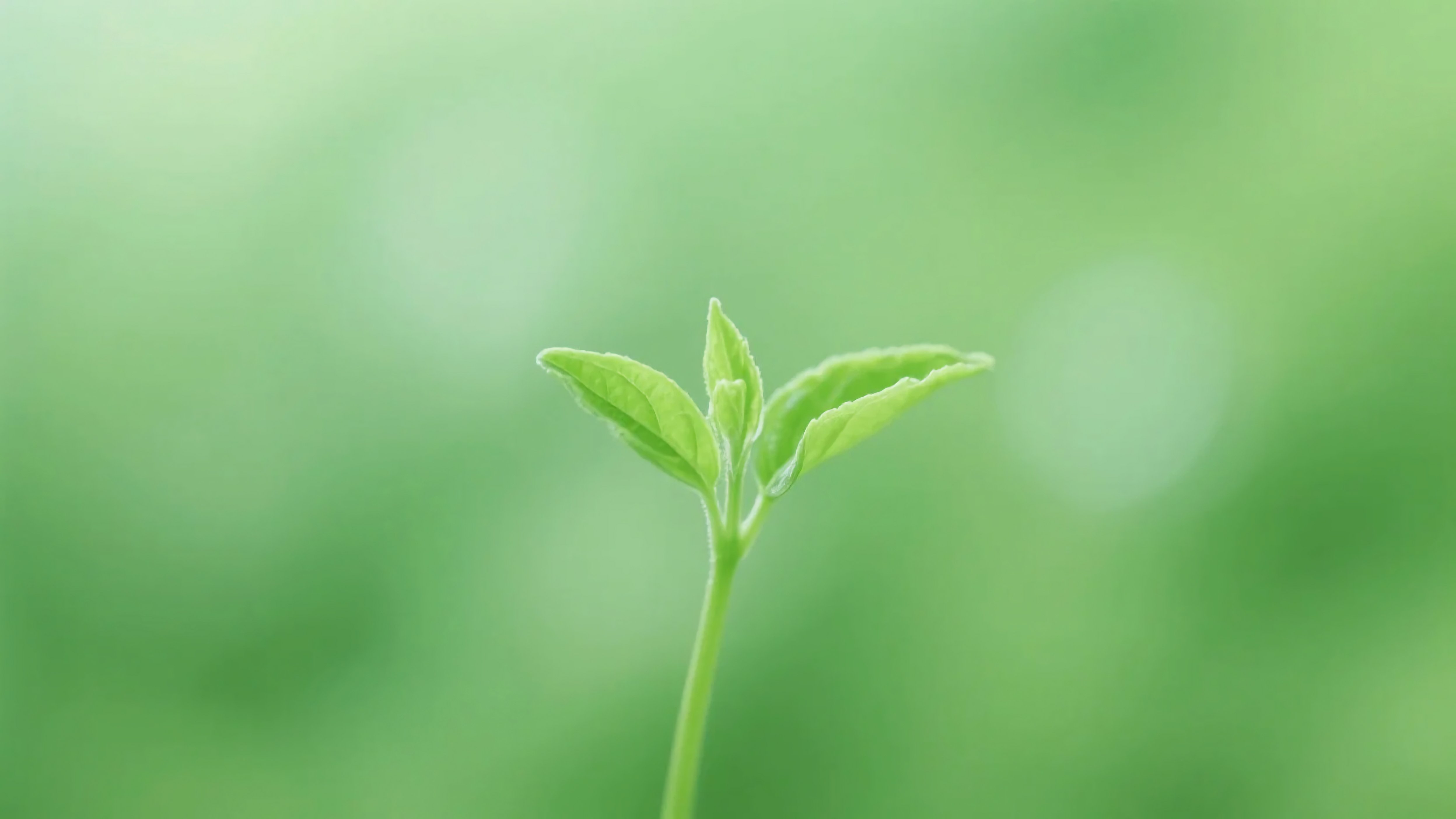 一株清新的嫩芽