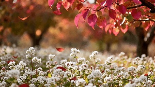 鲜花