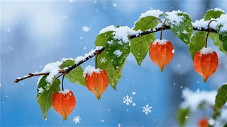 清新护眼雪中花枝