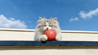 凌乱的猫