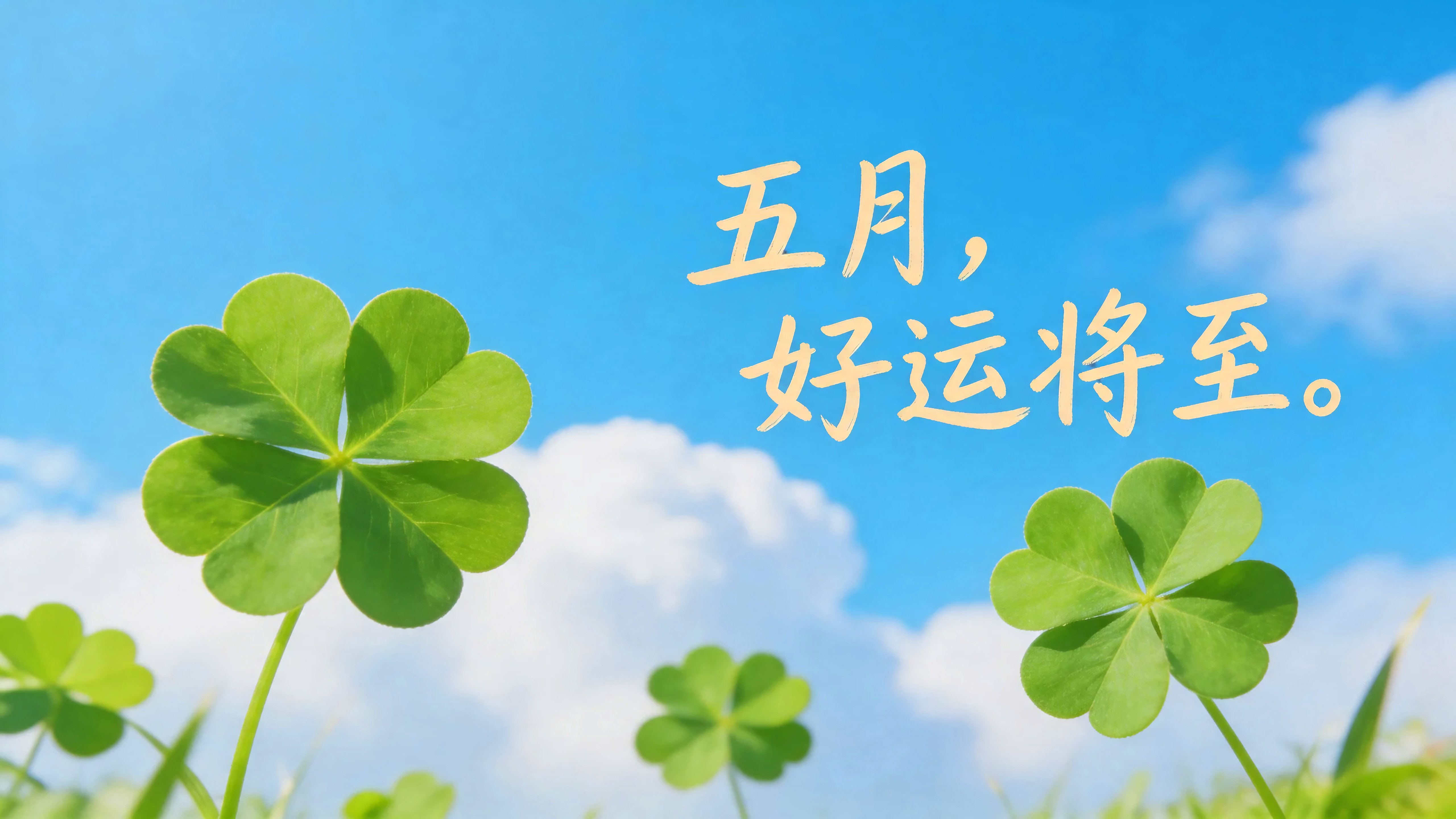 四叶草五月好运将至