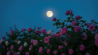 月夜玫瑰