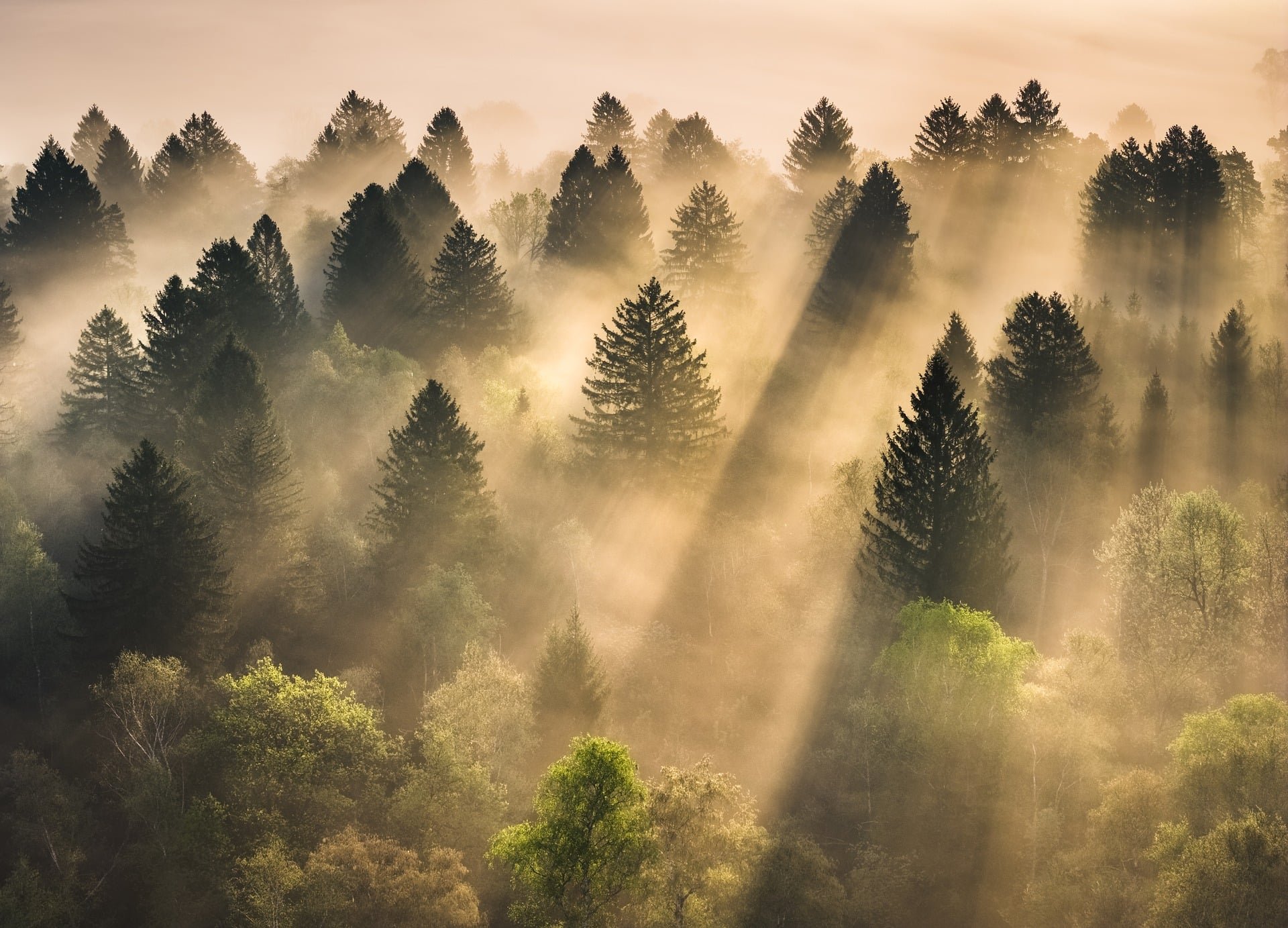 山
