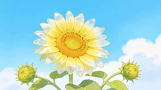 向日葵