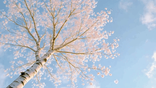 粉色樱花树