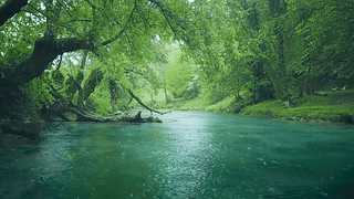 雨天护眼绿林流水