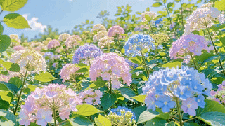 晴日绣球花海