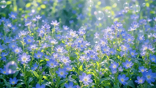 阳光下的蓝色花田