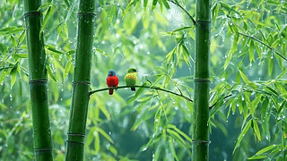 雨天竹林两只小鸟